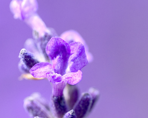 Lavender_vertical