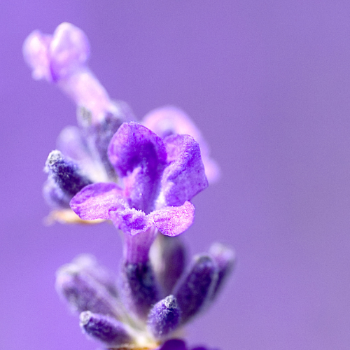 Lavender_vertical
