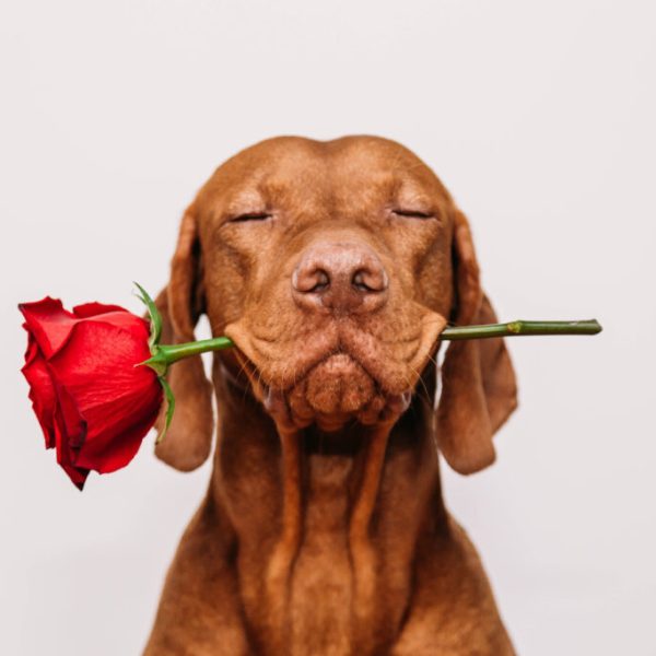 Charming,Red-haired,Vizsla,Dog,With,Eyes,Closed,Holds,A,Red