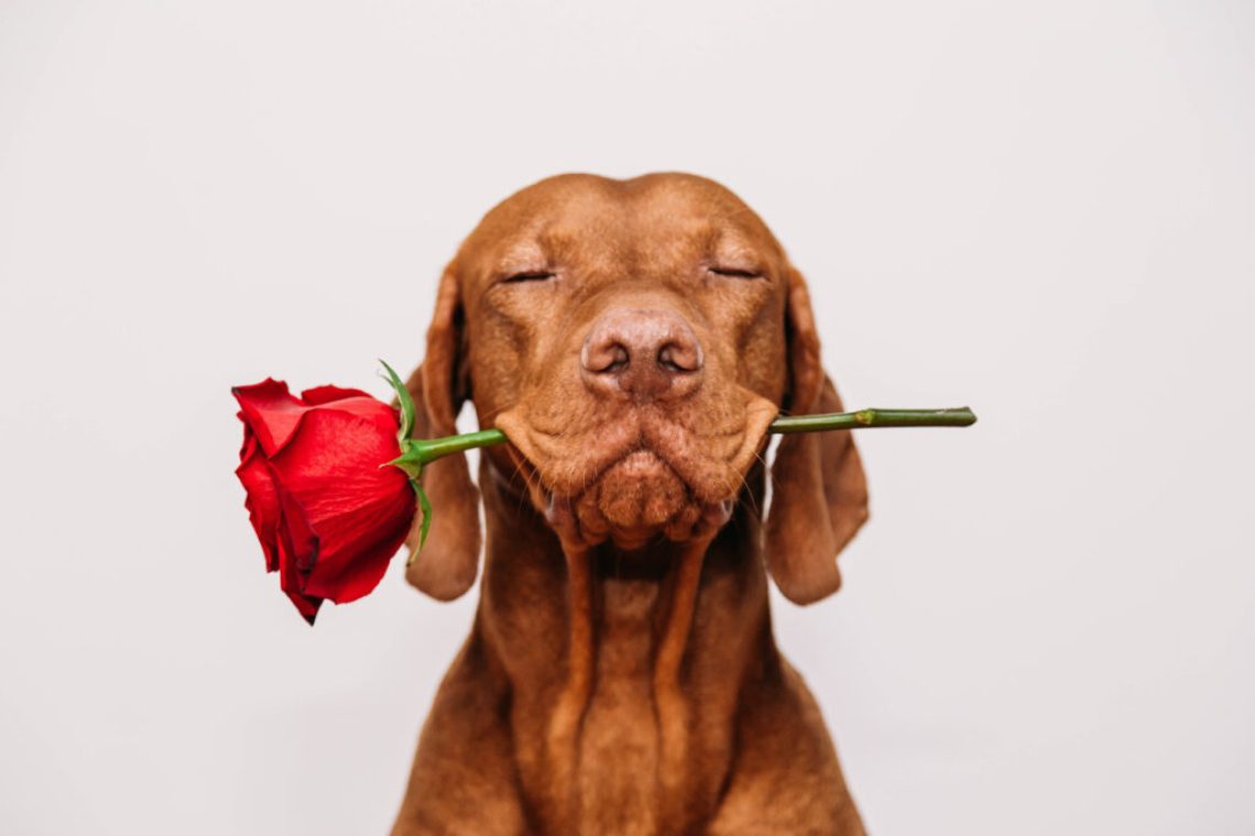 Charming,Red-haired,Vizsla,Dog,With,Eyes,Closed,Holds,A,Red